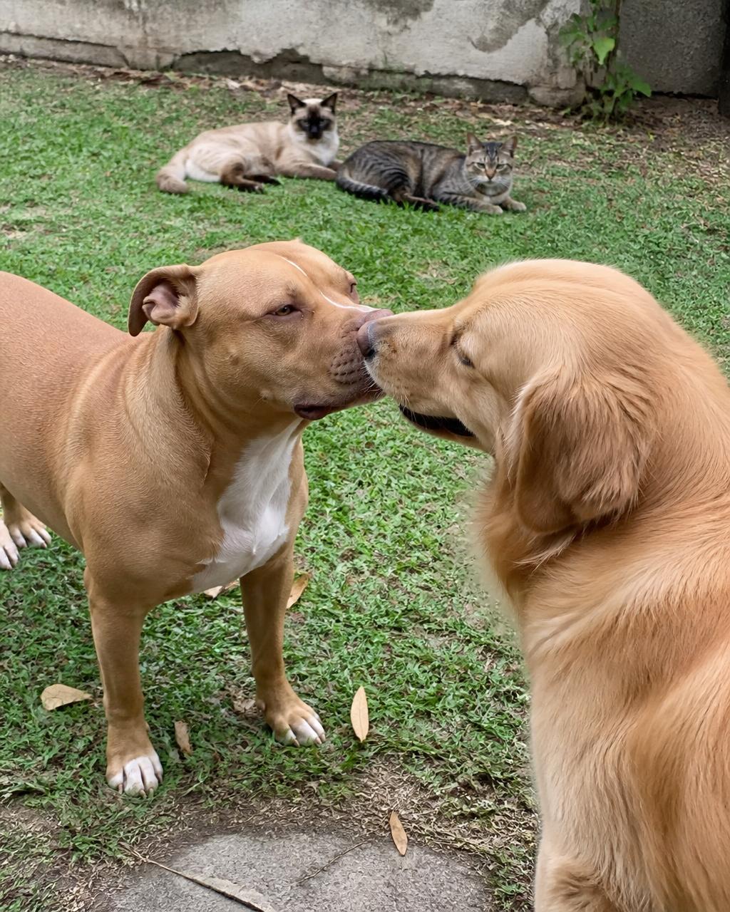 Pitbull e golden retriever se cumprimentando, com dois gatos relaxando ao fundo